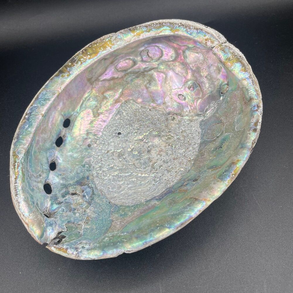 Large Natural Iridescent Abalone Sea Shell 7.5 Inch Coastal Beach Decor Accent